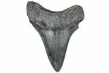 Serrated, Fossil Megalodon Tooth - South Carolina #310040-1